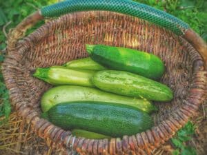 courgette fruit ou legume