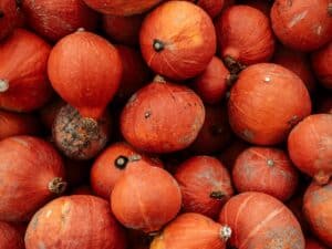 differences entre potiron et potimarron