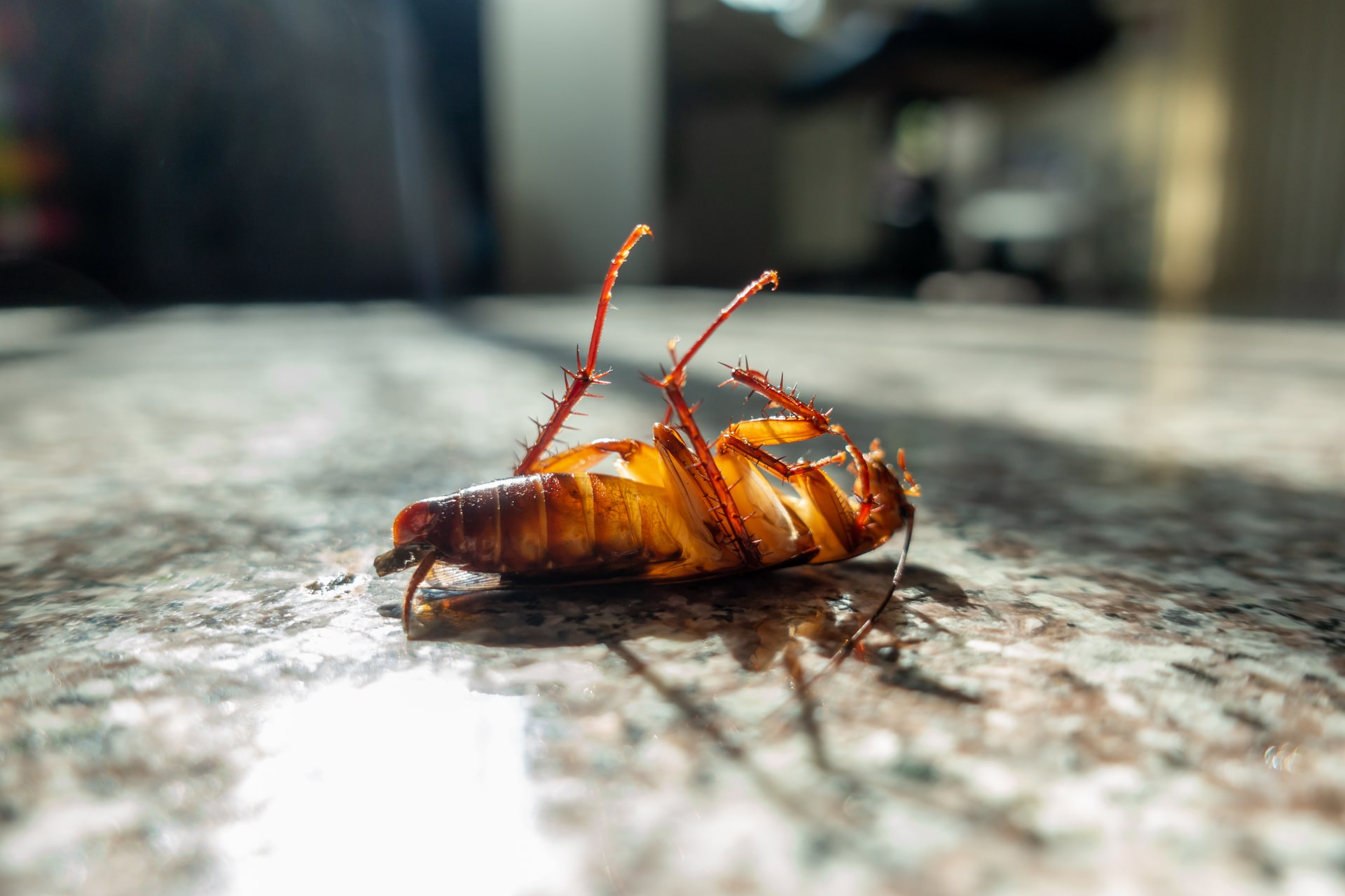 Cafard de jardin dans la maison : Causes, dangers et solutions efficaces